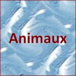 Animaux