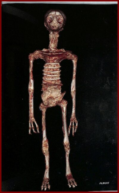 LES MOMIES NON HUMAINES DE NAZCA – Image 3
