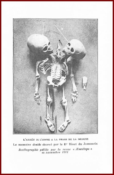 Les ancêtres de l'Homme – Image 3