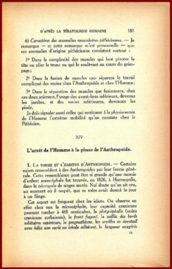 Les ancêtres de l'Homme