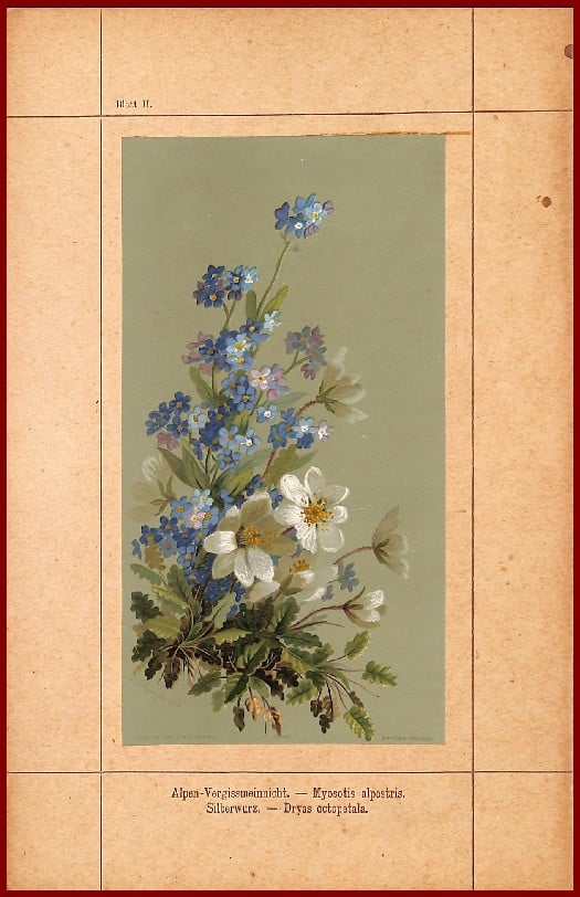 Alpen-Blumen – Image 2