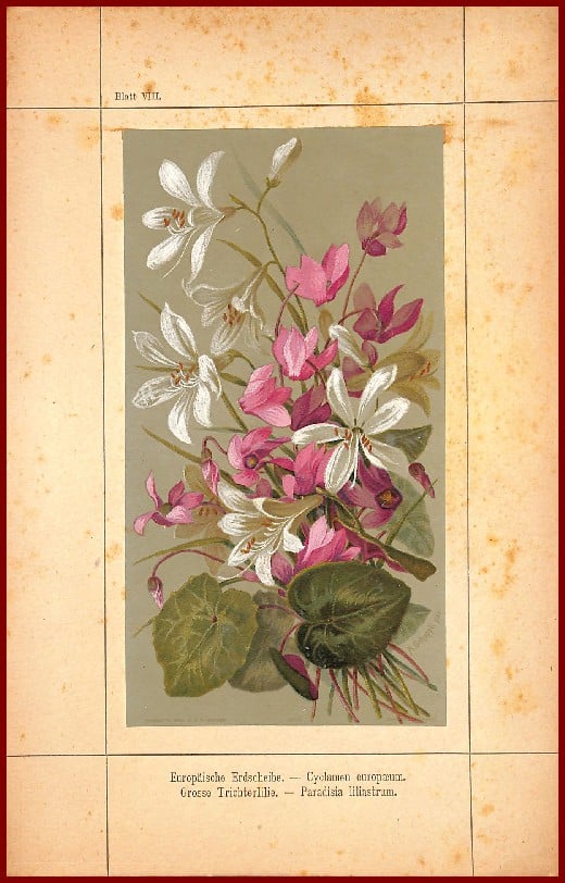 Alpen-Blumen – Image 3