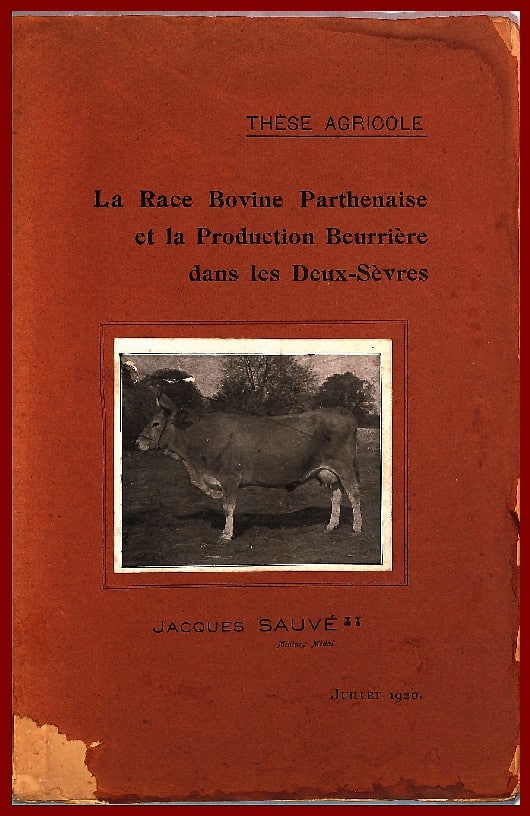 La race Bovine Parthenaise