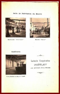 La race Bovine Parthenaise